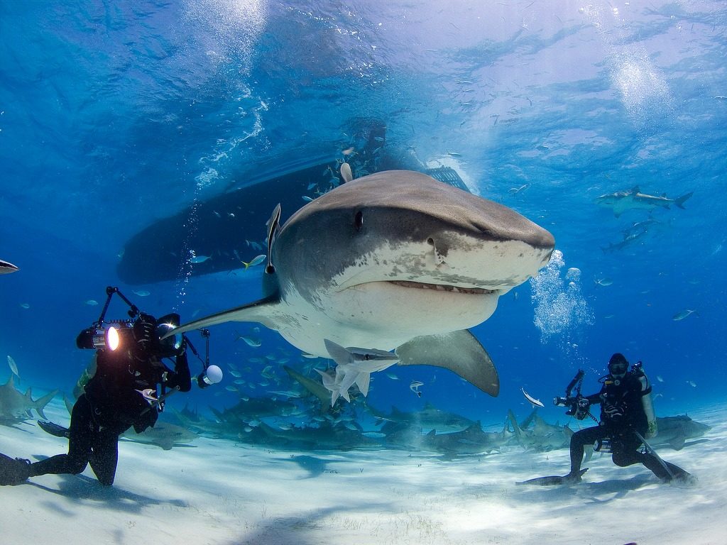 Tiger Shark Diving