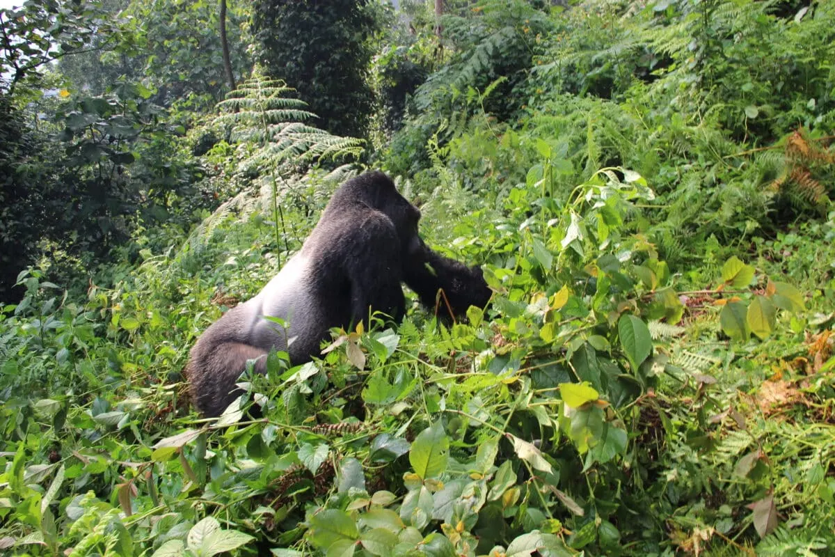 Silverback Gorilla in Uganda