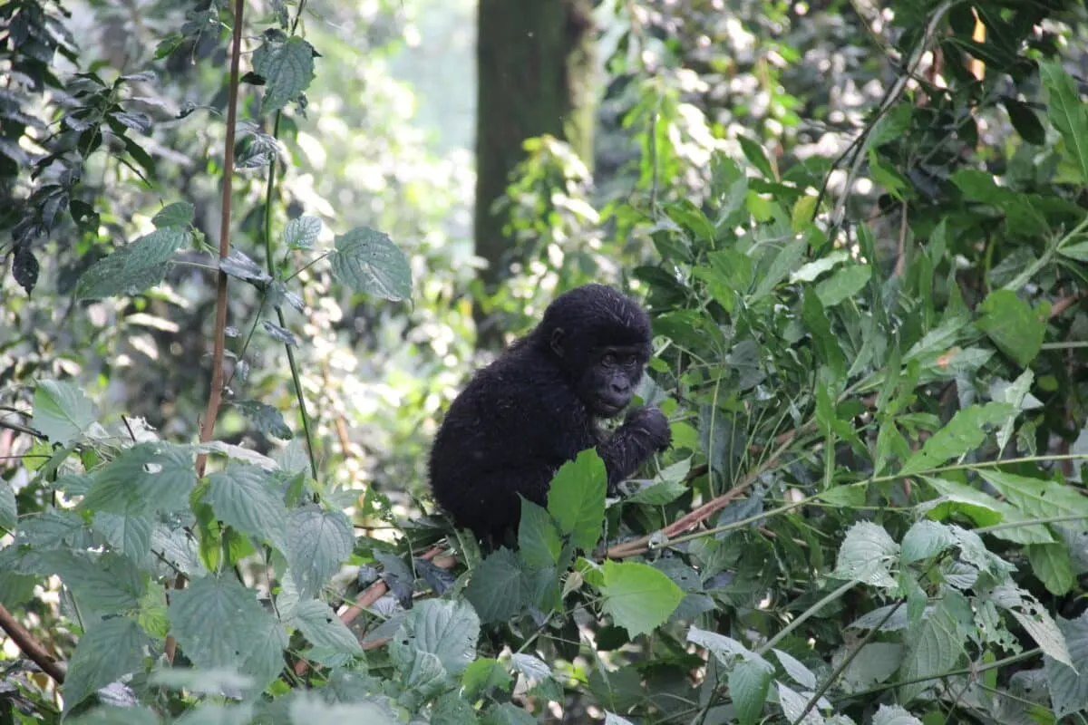 Gorilla Baby in Uganda