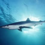 Where to Dive with Blue Sharks