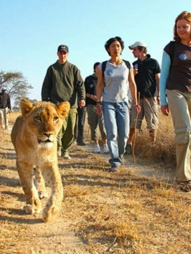 Where You Can Walk With Lions
