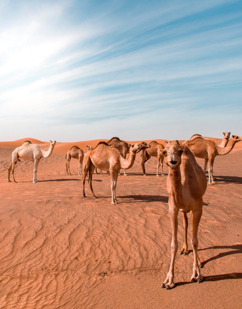 Top 10 Desert Animals