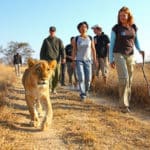 Mit Löwen spazieren gehen
