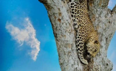 Jaguar cazando en un árbol