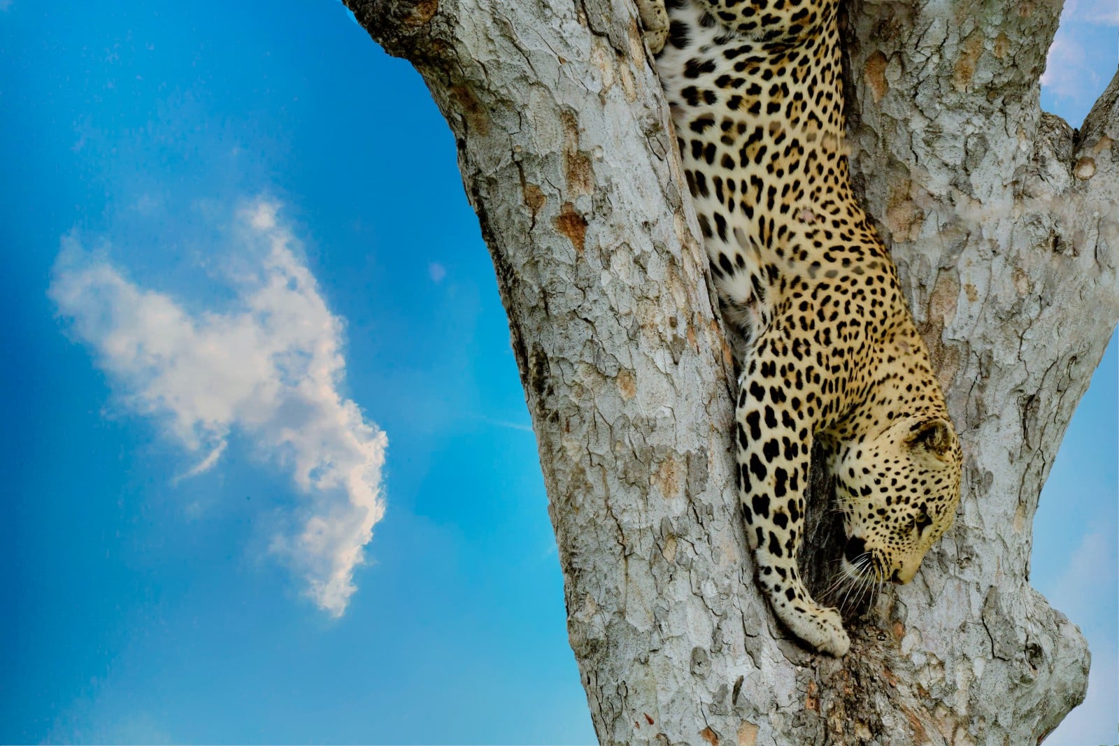 Jaguar Hunting on a Tree