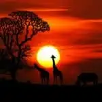 Top 10 Safari Parks in Afrika