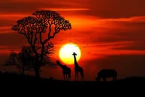 Afrikanische Safari