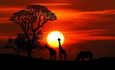 Afrikanische Safari