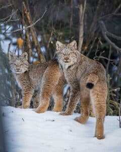 Best Places to See Lynx
