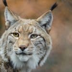 Best Places to See Lynx