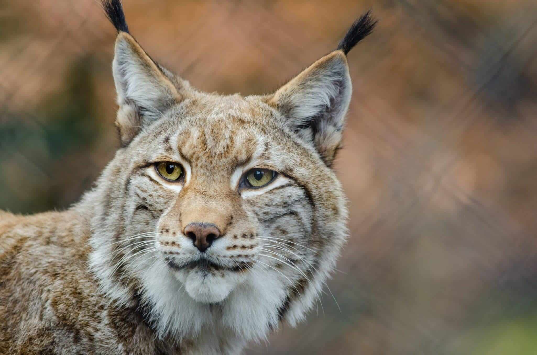 W2 181829 Luchs Lynx Waldtiere Wildlife NEU Safari 