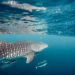 Bucear con tiburones ballena: los mejores lugares