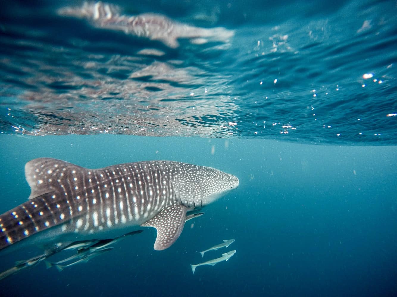 The Best Places to Dive with Whale Sharks