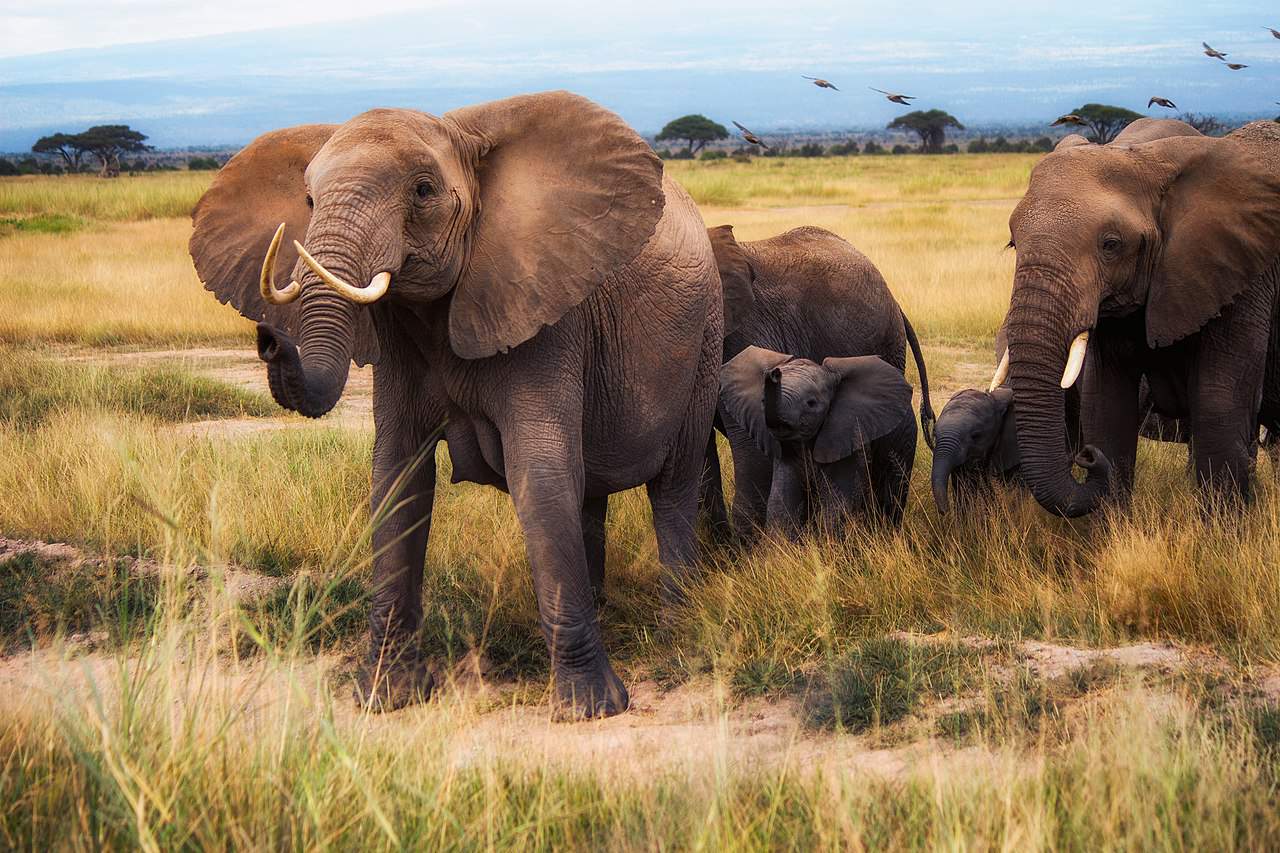 Hoeveel dieren zijn er in de wereld? Dieren over de hele wereld
