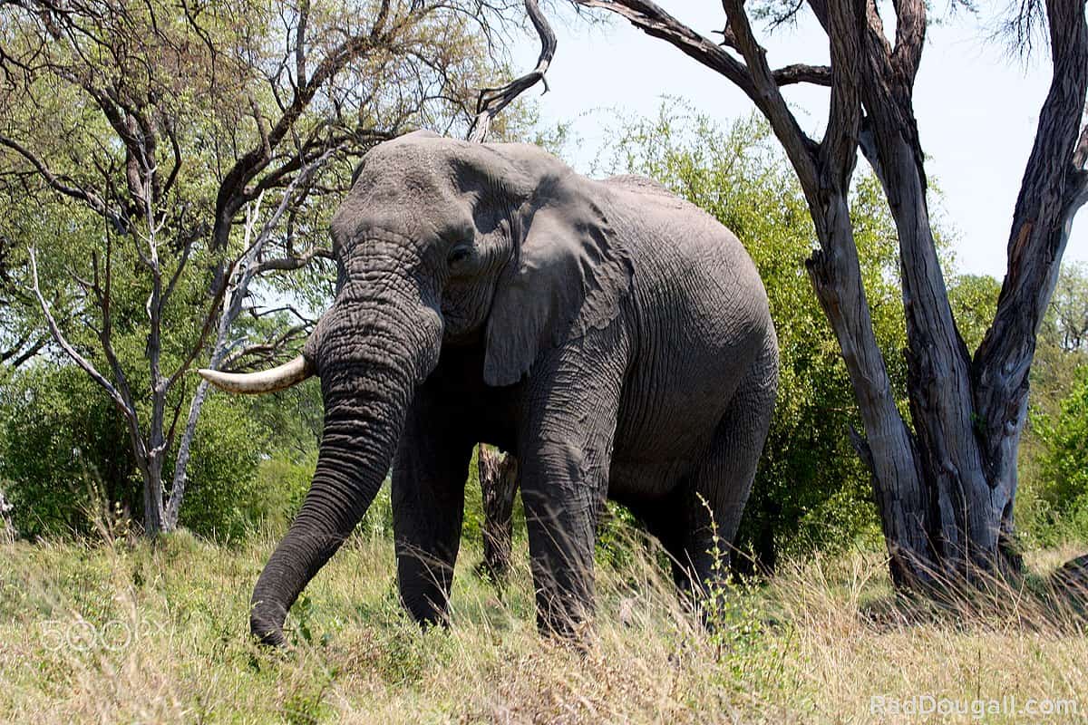elephant in botswana
