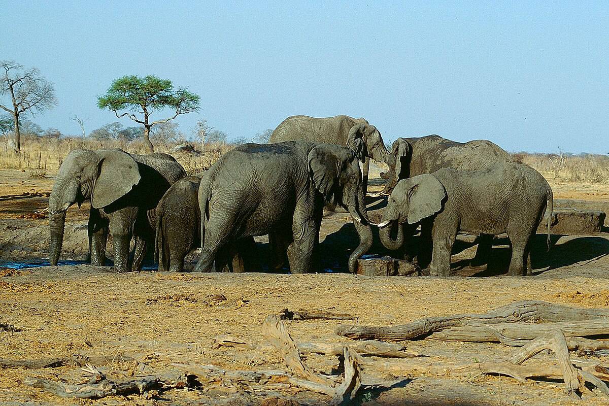 elephant zimbabwe