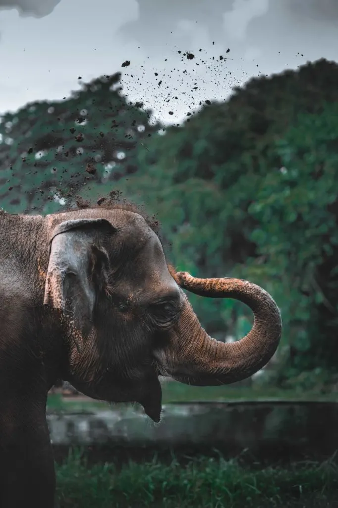 Elefante asiático 
