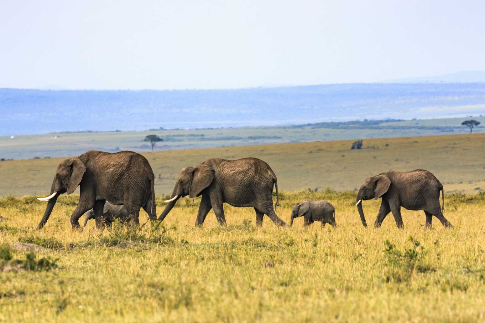 Seismic Communication in Elephants