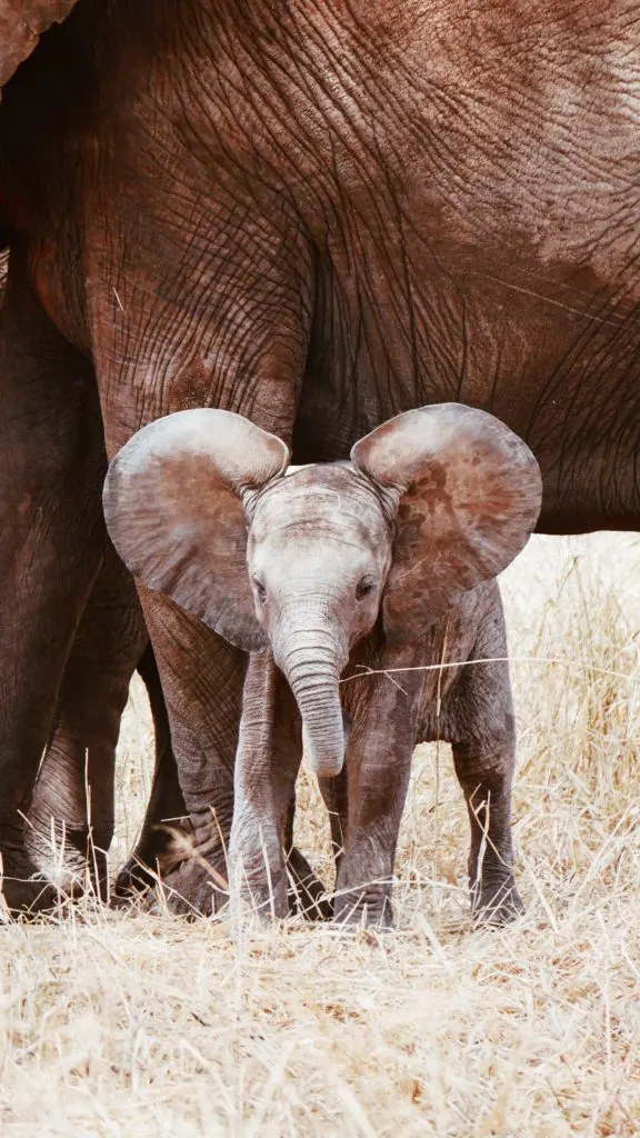 elephant baby 