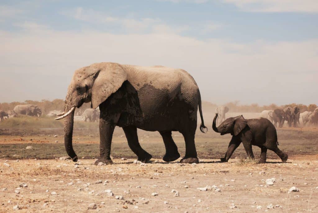 See Elephants in the Wild - Animals Around the Globe