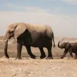 See Elephants in the Wild - Best Places