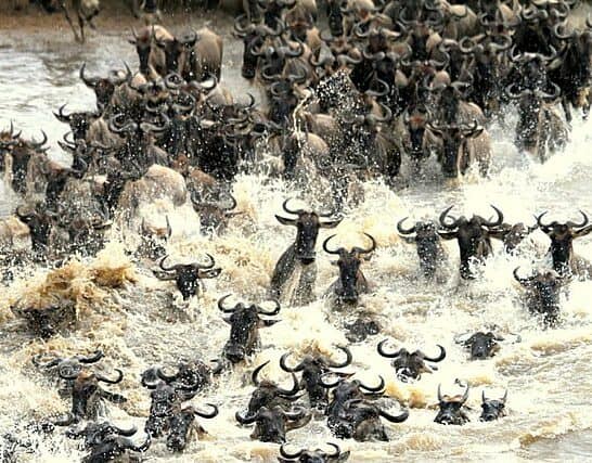 Wildebeest Migration: The Complete Guide