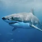 Tauchen mit dem Weißen Hai: Die besten Orte