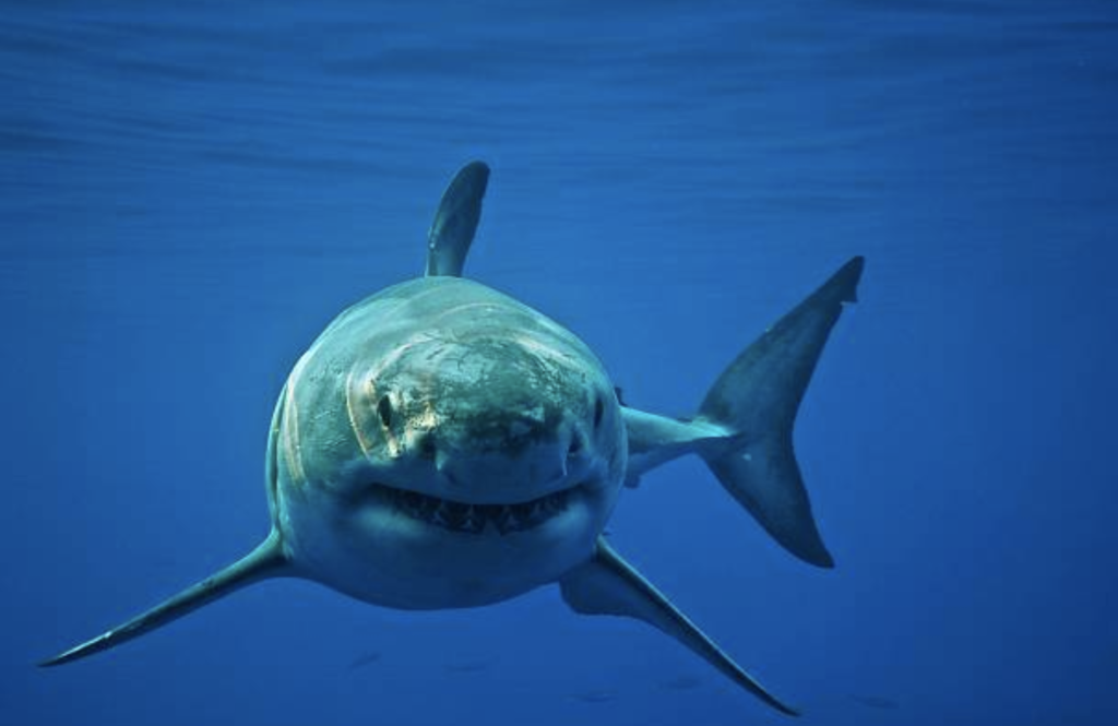 Buceo en la jaula del gran tiburón blanco