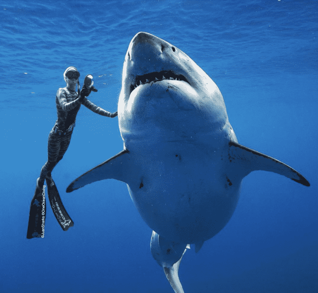 Ocean Ramsey beim Tauchen mit dem Weißen Hai
