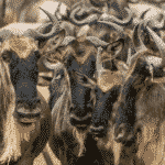 Migración de los ñus: la guía completa
