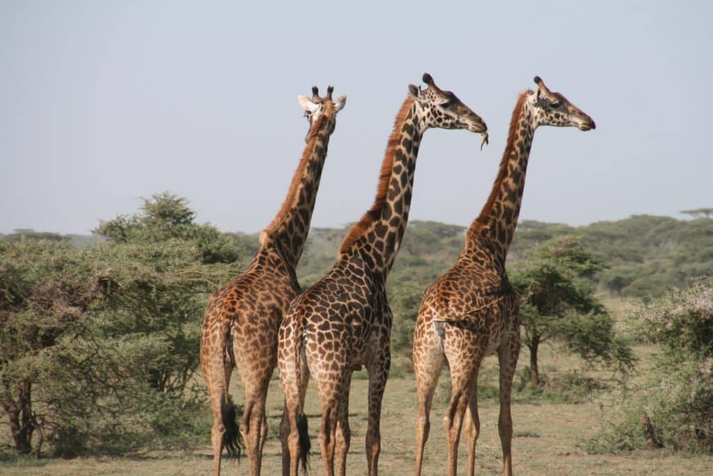 giraffe top 10 animals with the worst memory in the world. 