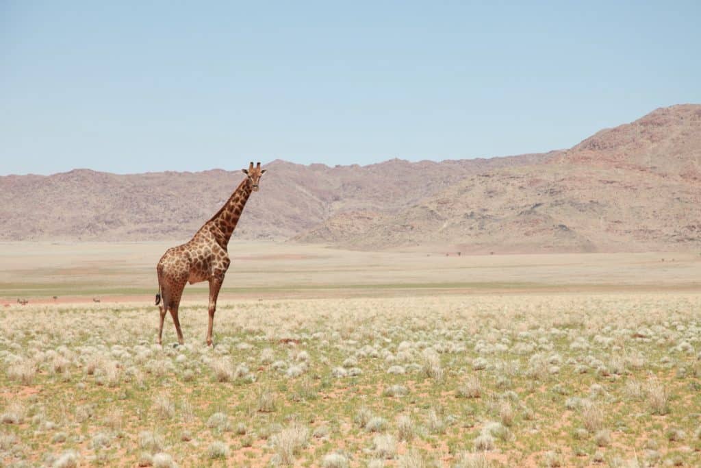  A lone giraffe