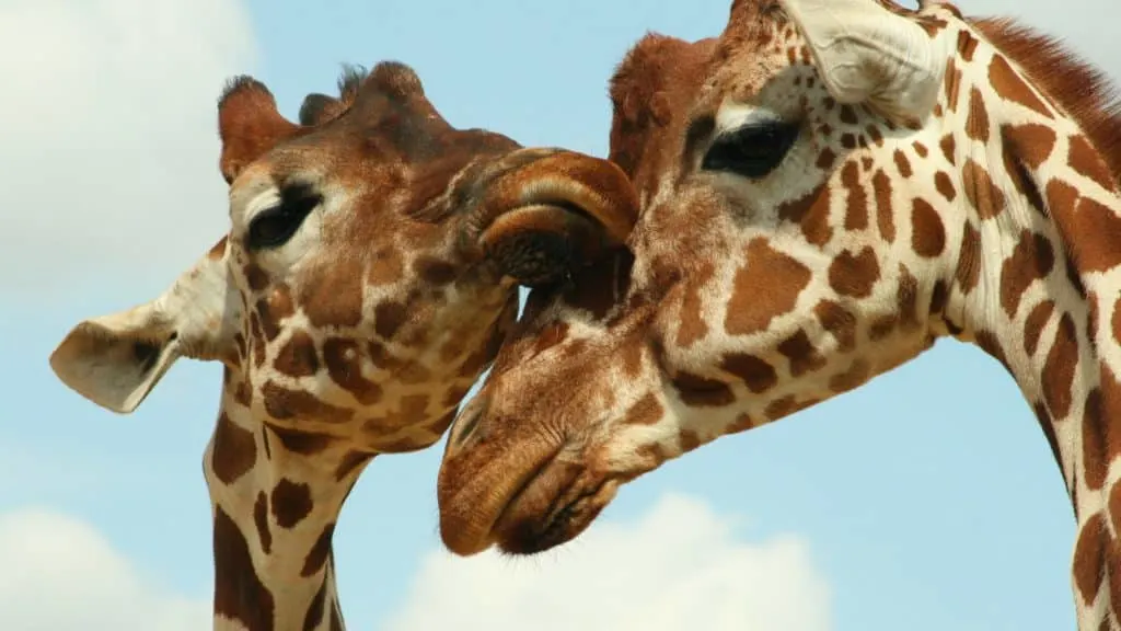Two giraffes showing affection 