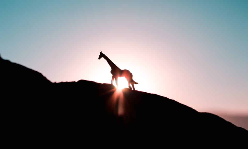giraffe sunrise - Tallest mammal in the world