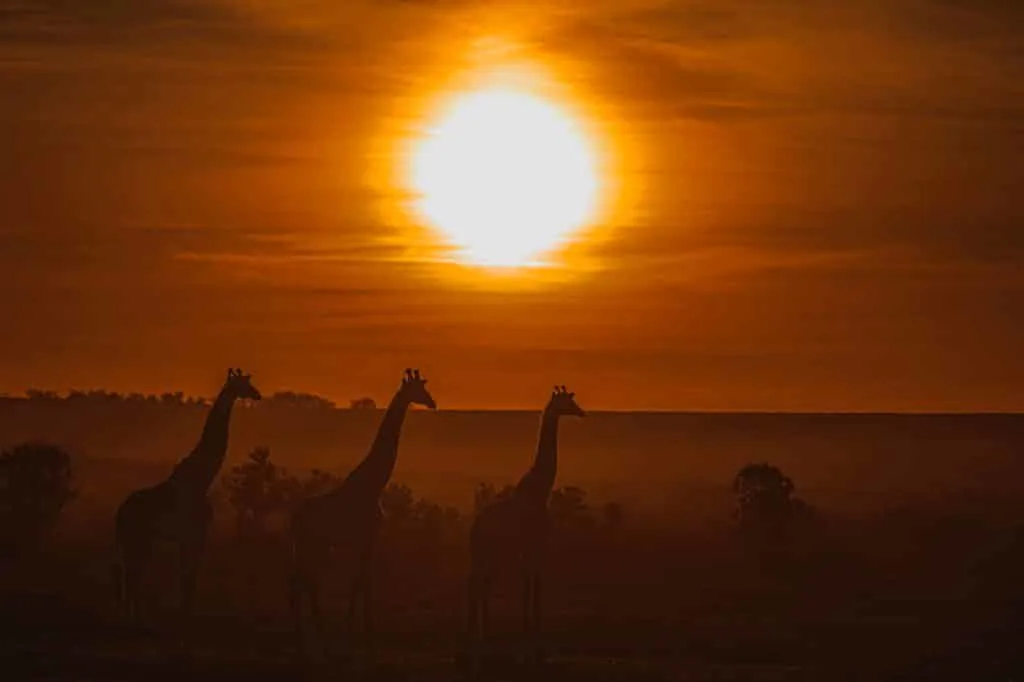 Giraffes in the African sunset