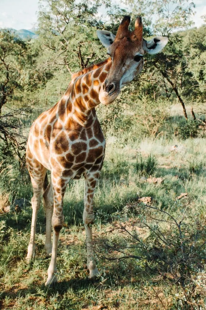 giraffe in african wildlife