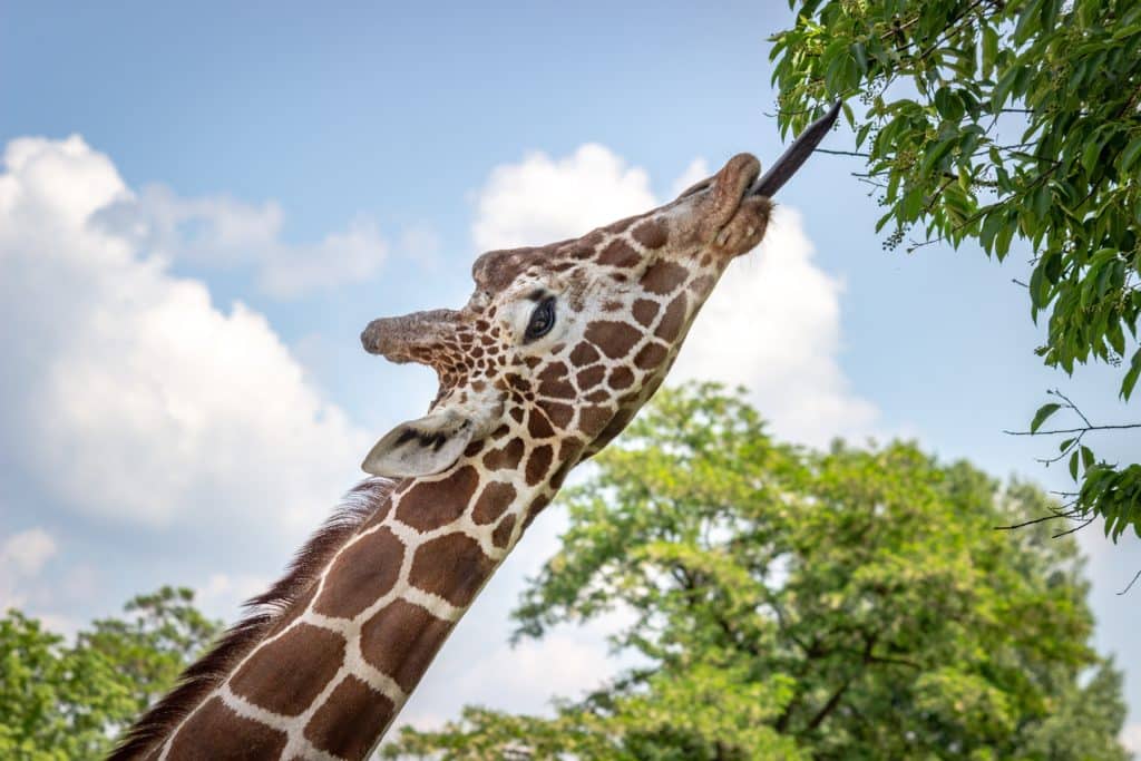 Giraffe eating from top branches.