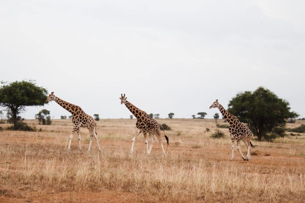 Giraffes spotted galloping