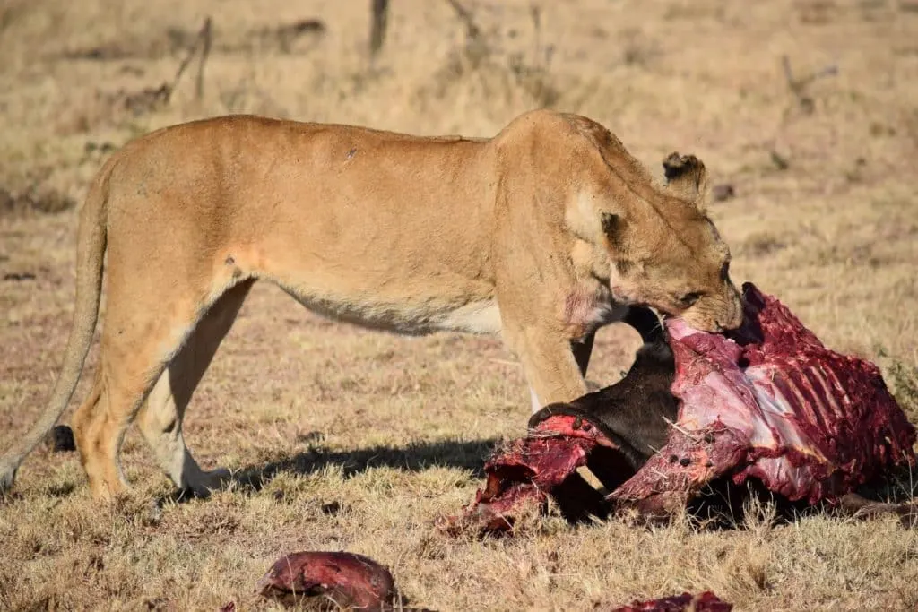 El ñu matado por un león
