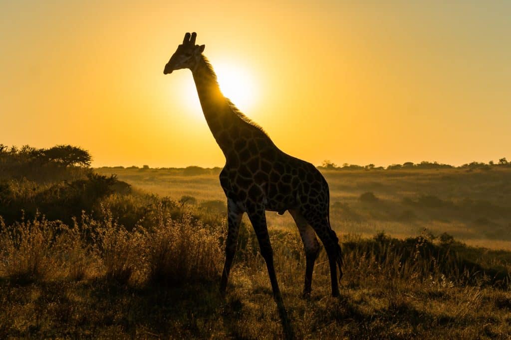 Giraffe spotted at sunset