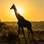 Where to See Giraffes