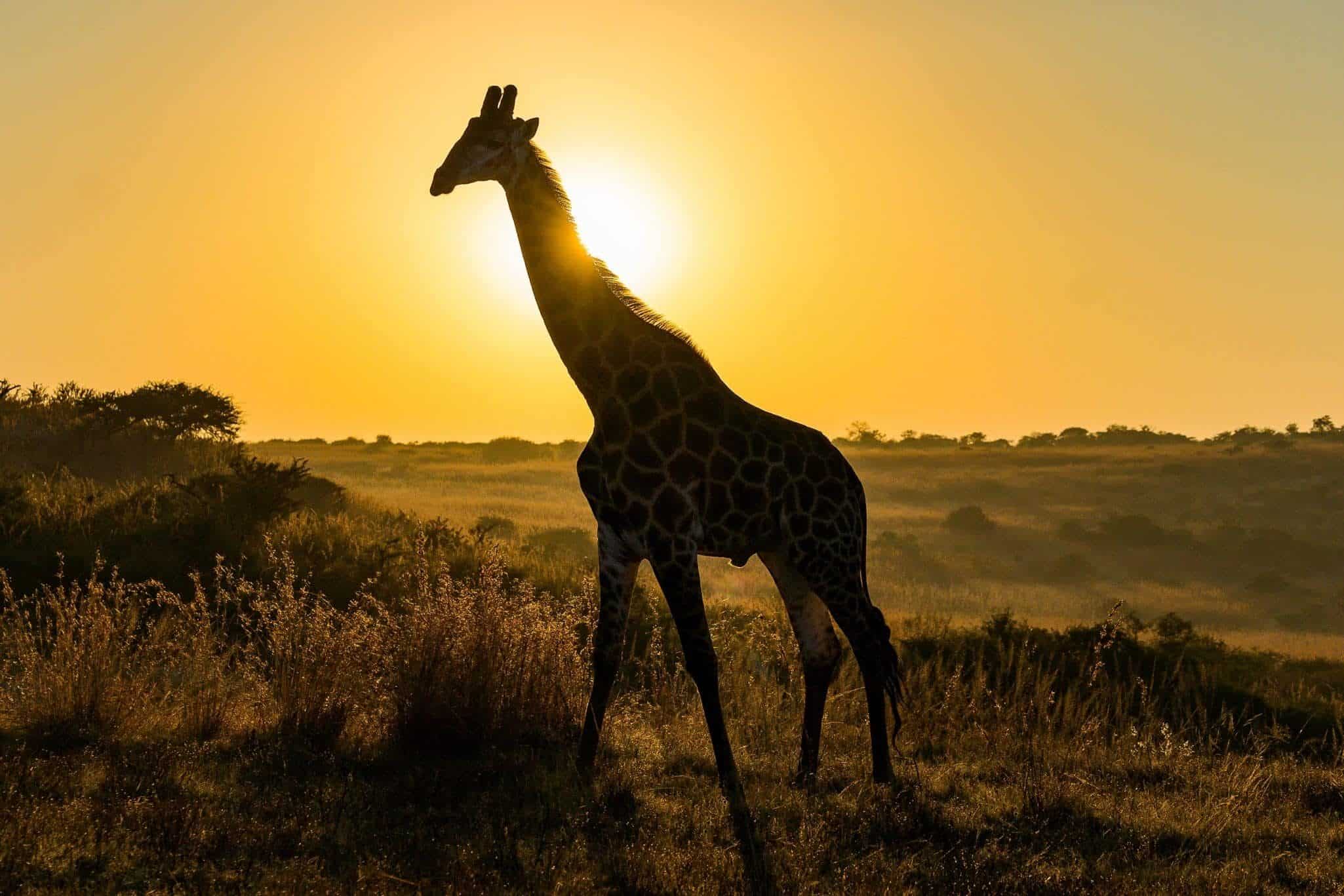 Giraffe walking in sunset