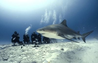 Bull Shark with Divers