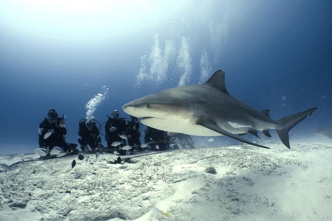 Bull Shark with Divers