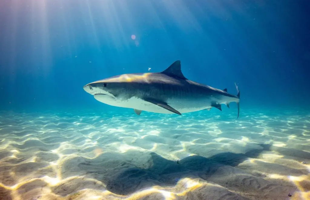 shark under water high definition