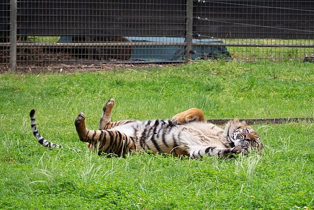 Tiger having fun on the grass 