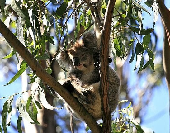 10 Deadly Australian Animals