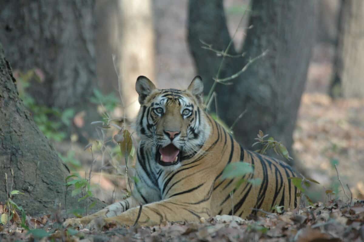 Tiger in Bandhavgarh National Park