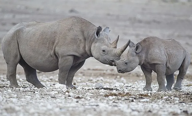 Black Rhino image