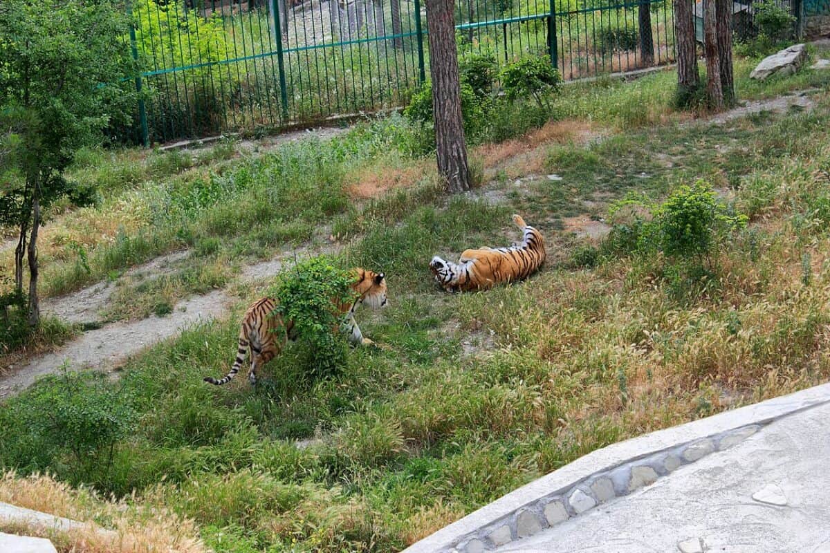 tiger safari park 